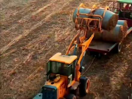 来海防“吃瑞士卷”啦#瑞士卷 #打卡 #芦苇