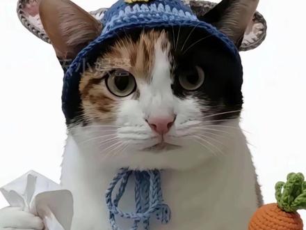 大笨猫其实已经很聪明了 #猫咪#萝卜纸巾#萌宠认物挑战大开门是乖乖聪明猫@超级无敌大开门