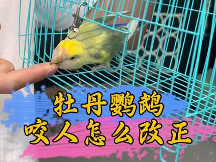 牡丹鹦鹉咬人怎么改正#鹦鹉鹦鹉萌萌哒逗鹦鹉 #鹦鹉 #手养鹦鹉 #宠物 #萌宠