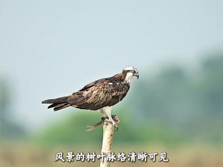 尼康双子星纠结 Z6二代 Z 二代 看完就懂 #相机 #摄影器材 #尼康相机 #金典拍拍二手摄影器材 #相机推荐