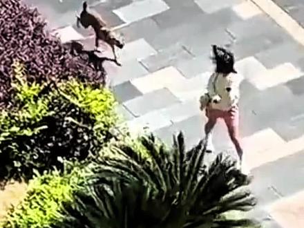 #热门 啥?遛狗不拴绳??看看新修订的治安管理处罚法咋处理。#文明养犬