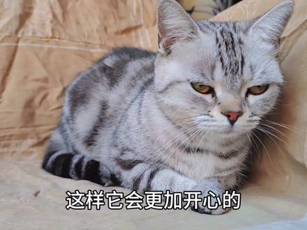 猫咪为什么总是待在主人附近#萌宠出道计划 #我镜头下的小猫 #猫咪好像知道自己很好看 #小咪会赶走你一天的疲惫 #养猫的应该都懂吧