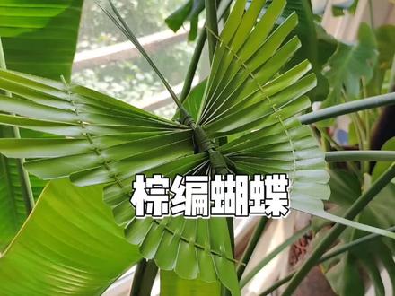 用棕榈叶给孩子们编一只会飞的蝴蝶吧#非遗 #亲子 #手工 #创意手工
