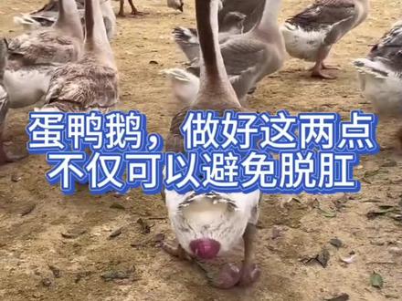 蛋鹅蛋鸭,种鹅种鸭脱肛怎么办?