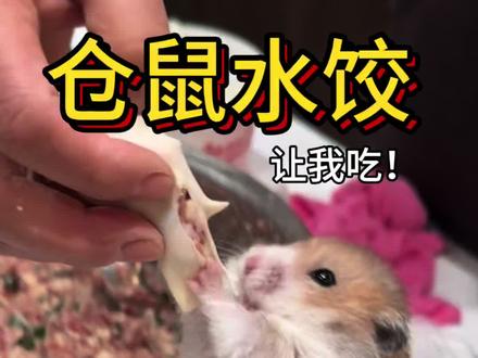 这偷吃速度简直了!!冻干小水饺上线啦~#鼠鼠水饺 #仓鼠水饺 #宠物水饺 #仓鼠零食 #仓鼠