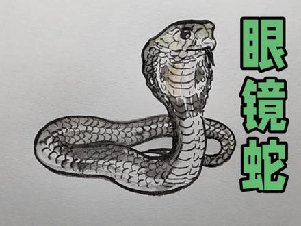 快要马年了,最后画一次蛇,这次画眼镜蛇,眼镜蛇画法#画画#绘画#手绘#抖音艺术创作者大会#速写