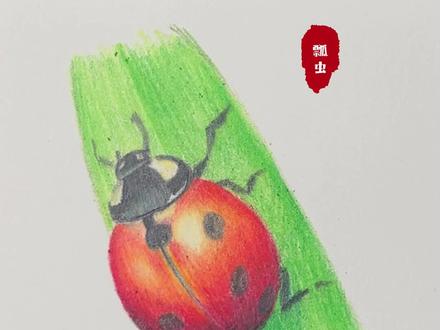 彩铅七星瓢虫!#画画 #彩铅 #手绘 #画渣 #素描