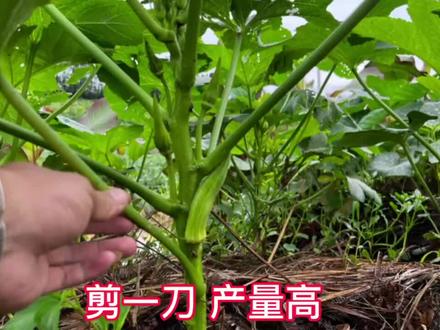 秋葵后期来“剪一刀”,一颗能结数100个秋葵,方法简单一看就会 #三农 #秋葵种植 #种植技术#种植技巧