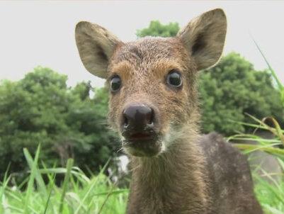 獐奶居然不是奶,是固体?母獐子身体里并没有獐奶!
