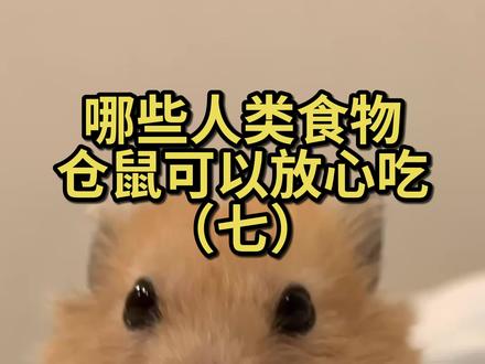 哪些人类食物仓鼠可以放心吃#金丝熊 #养鼠日常分享 #萌宠出道计划