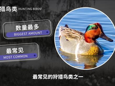 绿翅鸭——中国禁止养殖的小型鸭子#绿翅鸭