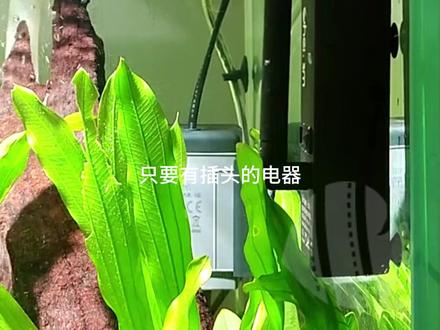 变成智能鱼缸,你也行,加上这个设备,妥妥的远程监控#圣光高照 #智能鱼缸 #智能鱼缸推荐 #鱼缸控制智能插排 #智能鱼缸控制系统视频