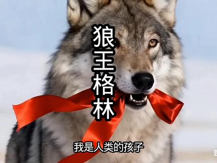#我笔下的格林 #重返狼群 #格林狼王 #热门 #跨物种亲情2010 年 4 月,格林出生在若尔盖草原,因狼王父母被猎人杀害而成为孤儿,后被画家李微漪发现并带回成都喂养。
2011 年 3 月,李微漪与朋友将格林重新野化并放归草原,让它回归狼群。
2013 年,格林成为狼群中的王者,拥有了自己的配偶和孩子。
2020 年,格林的孩子被盗猎者杀害,它开始害怕人类,与李微漪的关系逐渐疏远。
2022 年,格林 12 岁,已步入暮年。
与李微漪的关系:
李微漪将格林视为自己的孩子,给予它无微不至的照顾和关爱。
格林对李微漪也充满依赖和信任,曾在她生病时为她捕食,在她遇到危险时救她。
随着格林成为狼王,它的孩子被盗猎者杀害,它对人类的态度发生了变化,开始疏远李微漪。
很难想象一只没有有口袋的狼把一条红腰带保存七年