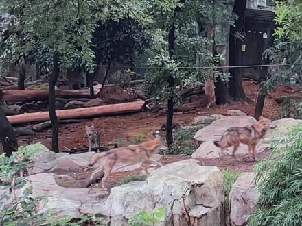 沉寂一年的陈衍宗、史丹利携众小崽返场#红山森林动物园 #大灰狼