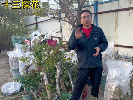 三角梅扦插发霉和发芽的时间,什么时候取袋、给大家说说