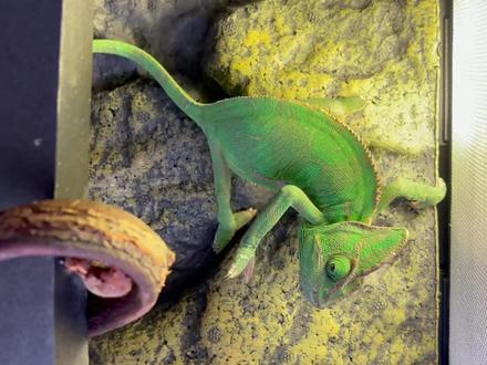 如何饲养一只变色龙?|言游记|韩国生活Vlog#爬宠日常 #爬宠 #爬行动物