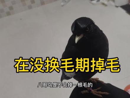 八哥鸟没到换毛期 偶尔掉一根毛是正常现象,但是一直掉了又长,长了又掉,或者掉了不长,那就不正常了#八哥鸟