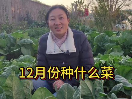 12月份种什么菜 天气越来越冷,还能种这10种菜,有你喜欢吃的吗?#我的小菜园 #我爱种菜 #种植小技巧 #阳台种菜 #三农