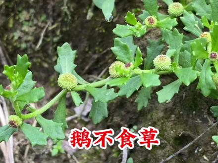 终于找到鹅不食草,它全株具特别的辛辣味,你知道它的用途吗?