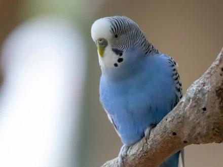 鹦鹉打喷嚏但是活蹦乱跳 #鹦鹉感冒 #鹦鹉打喷嚏 #鹦鹉 #鹦鹉饲养知识 #记录宠物的日常生活