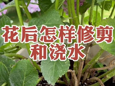 花后修剪和浇水#绣球花 #园艺生活 #种花 #修剪