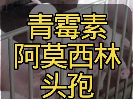 兽药知识:青霉素、阿莫西林、头孢, 有什么区别?该怎么选择?点赞➕关注@老茹养猪 #养猪 #养猪技术 #养猪人