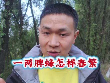 一两脾蜂怎样春繁 #春繁 #养蜂技术分享 #养蜂人 #蜜蜂