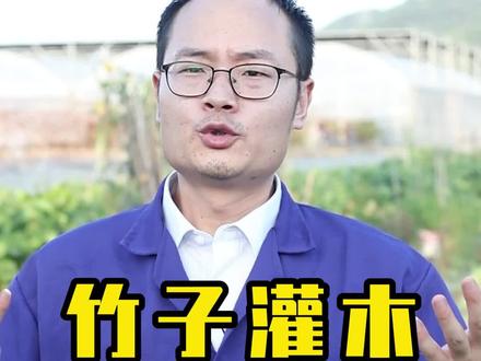 巧用芝麻,也能防除竹子#竹子 #灌木 #除草 #涨知识 @农飞客