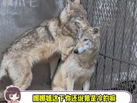 娜娜姐这下你还说狼是冷的嘛?! #搞笑视频