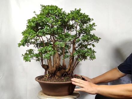 一棵不显眼的赤楠树兜,作成丛林爱不释手 #盆景 #盆景制作 #赤楠盆景