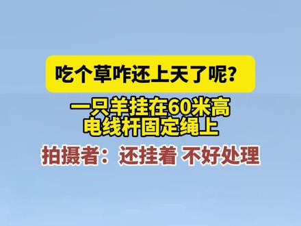 7月25日 甘肃兰州,吃个草咋还上天了呢?一只羊挂在60米高电线杆固定绳上,拍摄者:还挂着 不好处理。