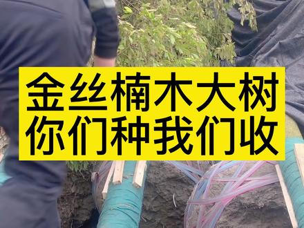 这都是我们去农户家里收的金丝楠木15-20年的大树!#三农 #金丝楠#金丝楠木树苗