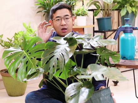 龟背竹怎么养?园艺师教你,龟背竹的详细养护技巧