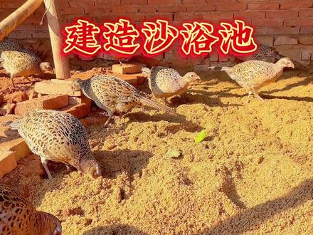 鸡洗沙浴好处多,可以减少寄生虫,吃沙子,还可以促进消化哦#七彩山鸡 #开心农场 #改造 #沙浴池 #洗沙浴 #野鸡 #养鸡小妙招 #养鸡 #我的农场生活