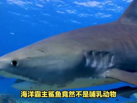 鲨鱼属于哺乳类还是鱼类?身份揭秘,告诉你它是哺乳类还是鱼类! #鲨鱼