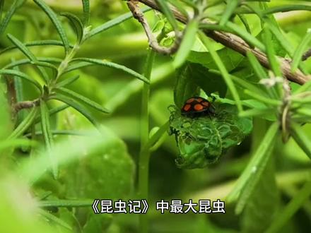 《昆虫记》之最 #昆虫记 #奇趣自然 #微观世界 #观察昆虫