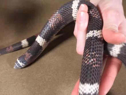 为什么蛇没有脚 #科普 #涨知识 #热门