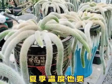 多肉怎么养才能爆盆 0aa1235e564969e641c18c41bdb14ccc~tplv-dy-resize-origshort-autoq-75:330.jpeg?x-expires=2021547600&x-signature=cH6mTnAzgQsbCu2yxEQiX3GdSN0%3D&from=3213915784&s=PackSourceEnum_AWEME_DETAIL&se=false&sc=cover&biz_tag=pcweb_cover&l=202401252117577557111CFCD2CC04E4E5