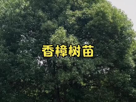 香樟树苗 #香樟树苗 它种植简单..四季常青..有淡淡的香味..是很好的庭院园林绿化树种#香樟树 #香樟 #园林绿化 #别墅庭院植物🌳香樟树:岁月静好的守护者🌳
🌿你是否也曾驻足,凝视过那一棵棵挺拔的香樟树?它们不仅是大自然的杰作,更是岁月的见证者。今天,就让我们一起走进香樟树的世界,感受它的魅力与力量吧!
🌱香樟树的魅力🌱
🌳 香樟树,别名樟树、樟木,是一种常绿大乔木,高可达30米,直径可达3米。它的树冠广卵形,枝叶茂密,气势雄伟,是优良的绿化树、行道树及庭荫树。每当阳光透过密集的叶片,洒下斑驳的光影,那一刻,仿佛时间都静止了。
🍃 香樟树的叶子卵状椭圆形,长6~12厘米,宽2.5~5.5厘米,先端急尖,基部宽楔形至近圆形。每一片叶子都闪耀着生命的光芒,仿佛诉说着岁月的故事。而它的树皮黄褐色,有不规则的纵裂,每一道纹路都记录着岁月的痕迹。
🌸香樟树的价值🌸
🌳 香樟树不仅美丽,还具有很高的实用价值。它的木材坚硬美观,宜制家具、箱子。同时,香樟树对氯气、二氧化硫、臭氧及氟气等有害气体具有抗性,能驱蚊蝇,是生产樟脑的主要原料。
🌳 此外,香樟树还能耐短期水淹,主根发达,深根性,能抗风。它的萌芽力强,耐修剪,生长速度中等,树形巨大如伞,能遮阴避凉。存活期长,可以生长为成百上千年的参天古木,有很强的吸烟滞尘、涵养水源、固土防沙和美化环境的能力。
🌳香樟树的诗意🌳
🌿 香樟树不仅是大自然的杰作,更是诗人笔下的宠儿。它静静伫立,枝叶繁茂如伞盖,每一片叶子都闪耀着生命的光芒,仿佛诉说着岁月的故事。你轻轻走过,香樟树下,诗意正浓。它如一位岁月的守护者,静静诉说着时光的故事。
🌳 “你如香樟树般屹立,枝叶繁茂,绿意盎然,诗意尽在你的身影里。”这句诗,正是对香樟树最完美的诠释。
🌿结语🌿
🌳 香樟树,是岁月的见证者,是自然的守护者。它用它的坚韧与美丽,为我们带来了无尽的诗意与遐想。让我们一起珍惜这份来自大自然的馈赠,感受香樟树带给我们的力量与美好!