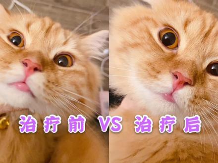 猫咪嘴巴肿了个大包,主人焦虑的不知道咋办?宠物医生帮忙治好啦