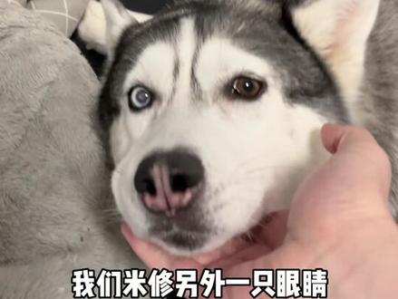 难道都没见过异瞳的哈士奇吗#哈士奇 #抖音动物图鉴 #二哈