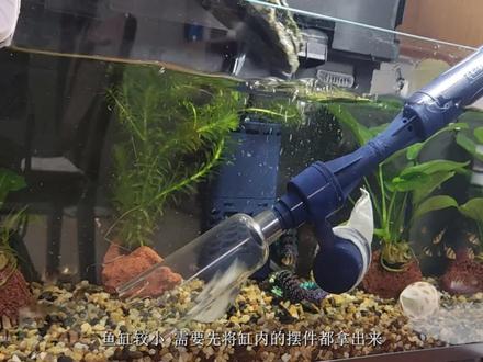 米家智能鱼缸的日常打理。#米家#米家智能鱼缸