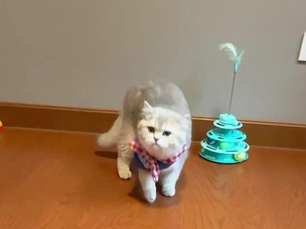 如何快速教猫咪坐下~方法超简单 #猫咪训练#我和我的猫#铲屎官的乐趣#毛孩子的日常 #蓝金渐层