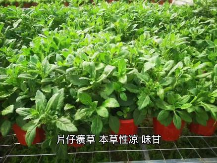 #医学动画 #医学科普 片仔癀草煮茶