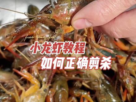 小龙虾如何正确剪杀处理#小龙虾教程 #小龙虾处理技巧