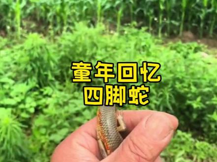 童年回忆四脚蛇#童年#怀旧