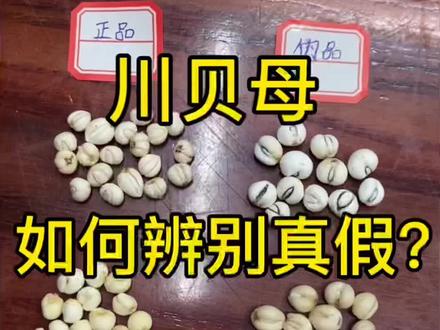 教大家如何辨别真假川贝#川贝 #真假川贝 #中药材辨别