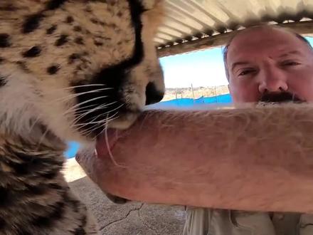 人被老虎舔一口,结果有多可怕,看看老外的手臂就知道了 #老虎 #老虎的舌头#老虎舔一下人的手臂会怎样#搞笑动物