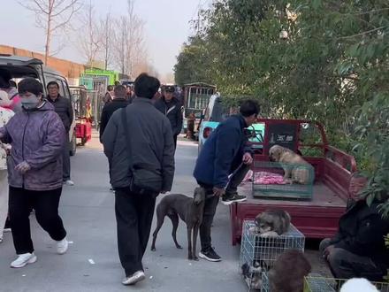 逛狗市我是认真的,帮忙挑狗我是专业的,真实实拍,不美颜不滤镜,好狗一眼看的见#上热门 #狗狗 #萌宠#狗狗的日常 #毛孩子