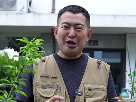 樱桃李是不是樱桃加李子结合成的?#樱桃李 #家庭种植 #嫁接